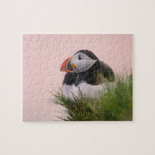 Puzzle Macareux atlantique (Fratercula arctica)