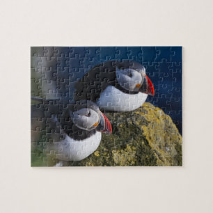 Puzzle Macareux atlantique (Fratercula arctica) 7