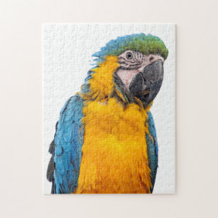 Puzzle Macaw bleu et or