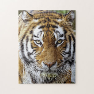 Puzzle Magnificent Tiger Big Cats