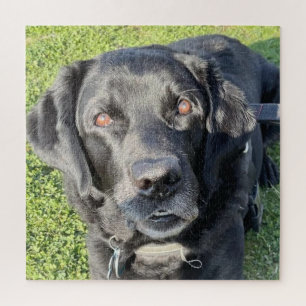 Puzzle Magnifique Black Lab