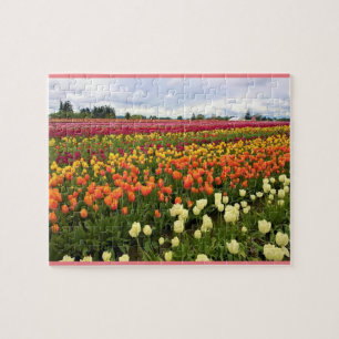 Puzzle Magnifique champ de tulipes, Oregon