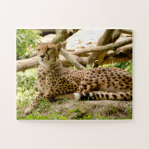 Magnifique Cheetah Belle photo de chat