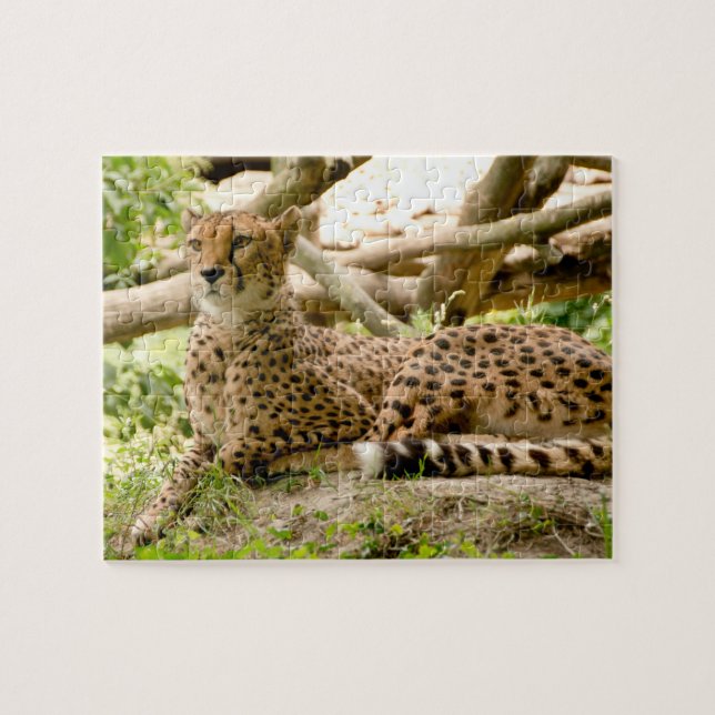 Puzzle Magnifique Cheetah Belle photo de chat (Horizontal)