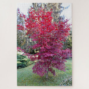 Puzzle Magnifique érable rouge