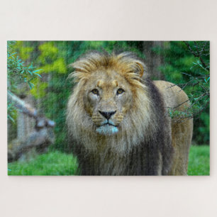 Puzzle Magnifique lion majestueux dans la jungle