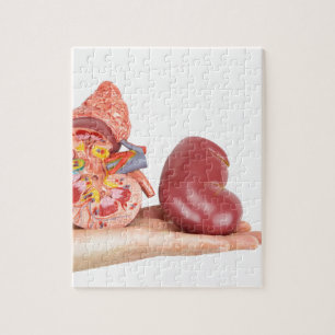 Puzzle Main plate montrant le rein humain modèle