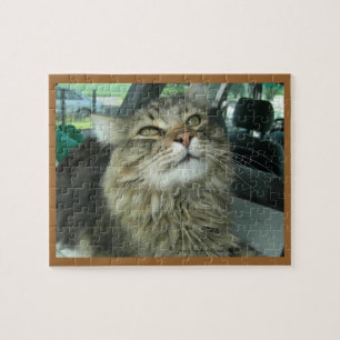 Puzzle Maine Coon kitty