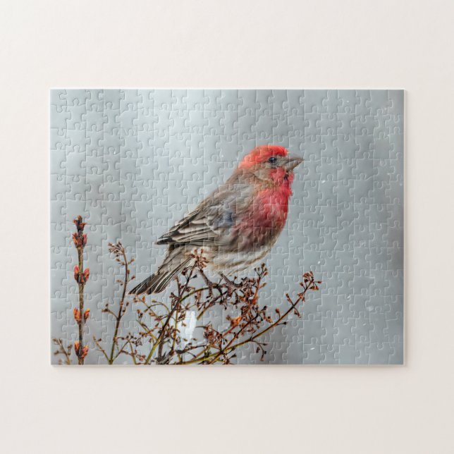 Puzzle Maison Finch en Neige - Photo originale (Horizontal)