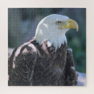 Puzzle Majestic American Bald Eagle couleur photo