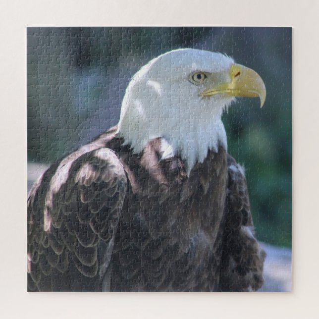 Puzzle Majestic American Bald Eagle couleur photo (Vertical)