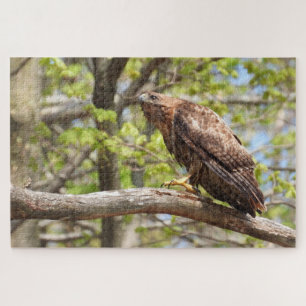 Puzzle Majestic Stalking Red Tail Hawk