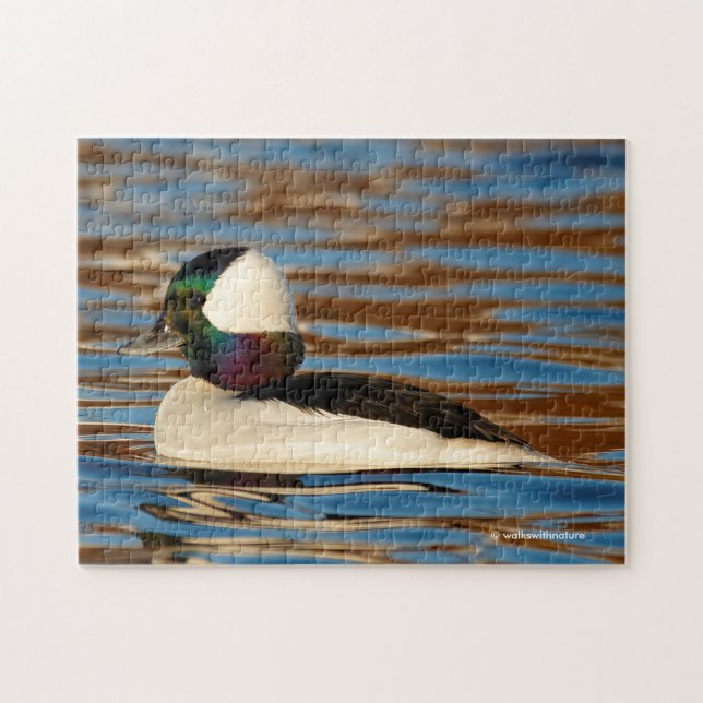 Puzzle Male Bufflehead dans le soleil de l'après-midi (Horizontal)