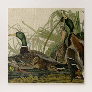 Puzzle Mallard Duck from Audubon's Birds of America