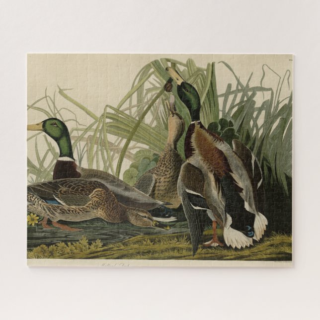 Puzzle Mallard Duck from Audubon's Birds of America (Horizontal)
