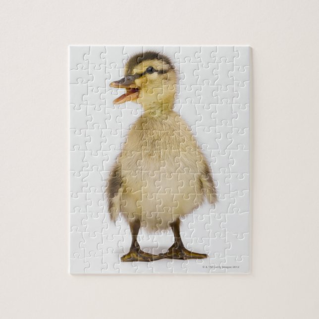 Puzzle Mallard duckling (Vertical)