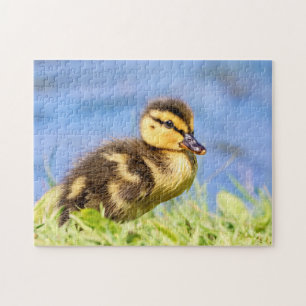 Puzzle Mallard Duckling