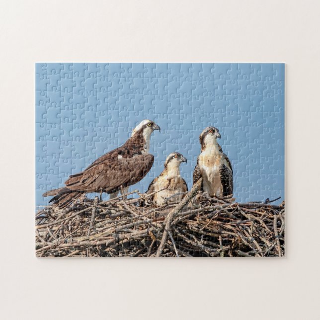 Puzzle Maman balbuzard avec ses enfants (Horizontal)