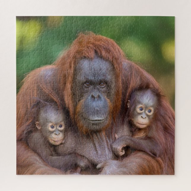 Puzzle Maman Orangoutane Surveillant Deux Bébés (Vertical)