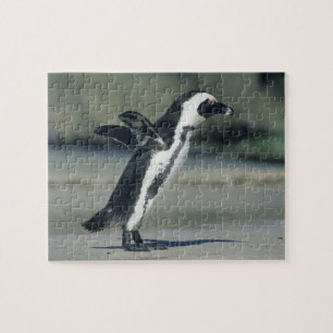 Puzzle Manchot du Cap