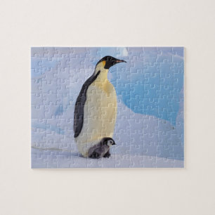 Puzzle Manchot empereur Aptenodytes