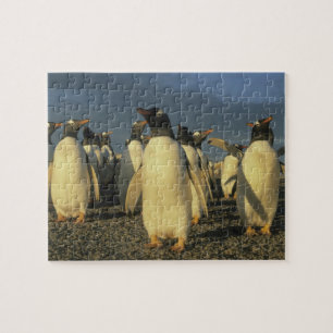 Puzzle Manchots gentoo, (Pygoscelis papua), Falkland