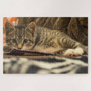 Puzzle maquereau kitten