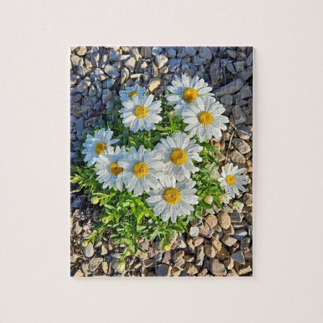 Puzzle Marguerites blanches poussant dans le Gravel (Vertical)