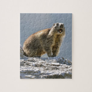 Puzzle Marmotte alpine sur roche