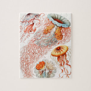 Puzzle Méduse, Discomedusae par Ernst Haeckel