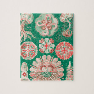 Puzzle Méduse, Discomedusae par Ernst Haeckel