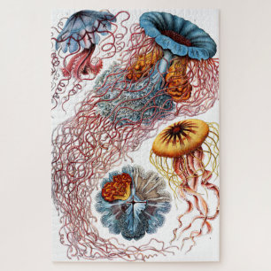 Puzzle Méduse (Scheibenquallen) par Ernst Haeckel