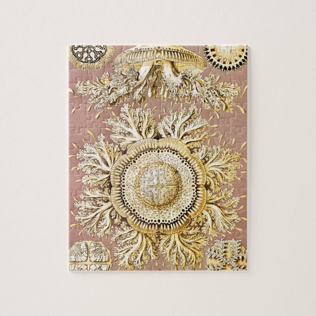 Puzzle Méduses, Discomedusae par Ernst Haeckel (Vertical)