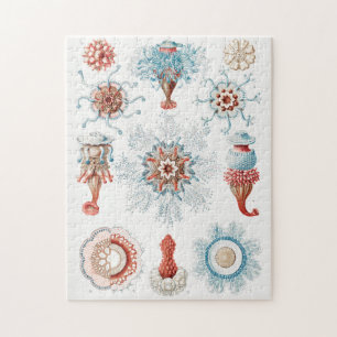 Puzzle Méduses, Siphonophorae Staatsquallen Marine Life