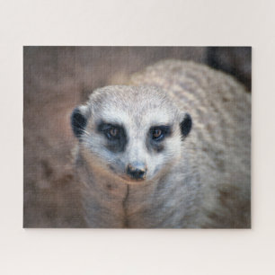 Puzzle Meerkat