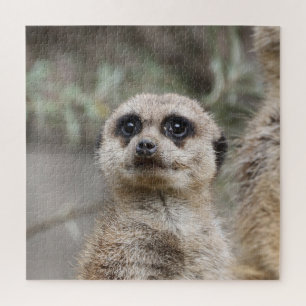 Puzzle Meerkat 082