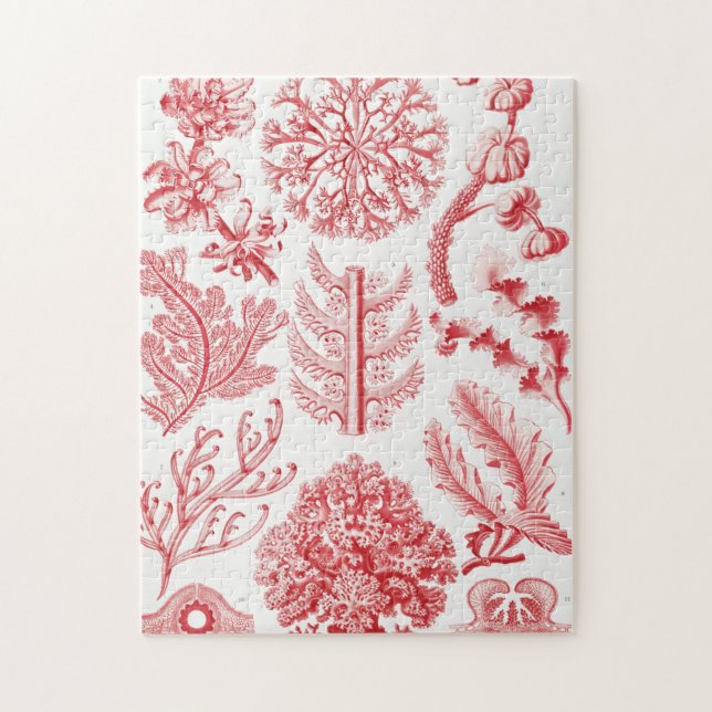 Puzzle Mer d'Alga Rouge, Florideae Rotalgen par Ernst Hae (Vertical)