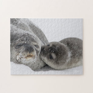 Puzzle Mère Et Bébé Seal Love