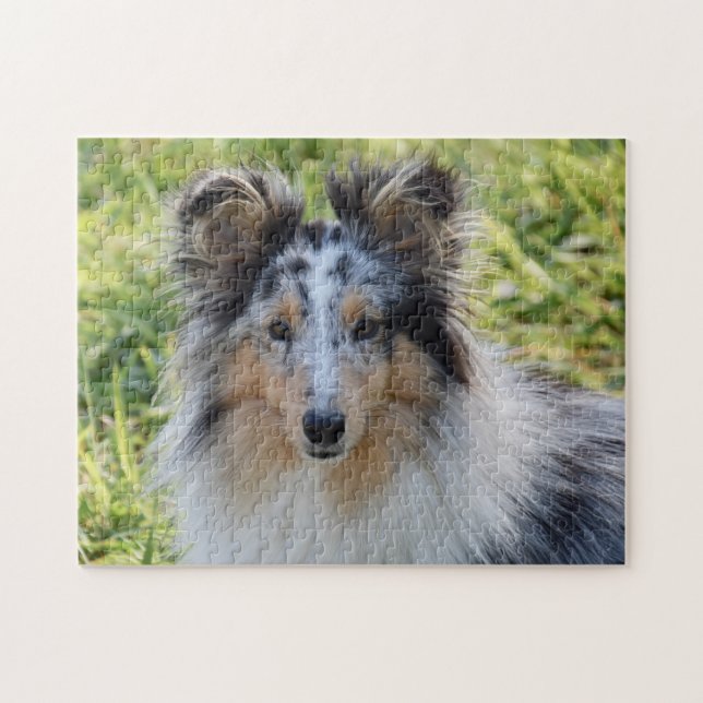 Puzzle Merle Shetland Sheepdog - Chien de Sheltie (Horizontal)