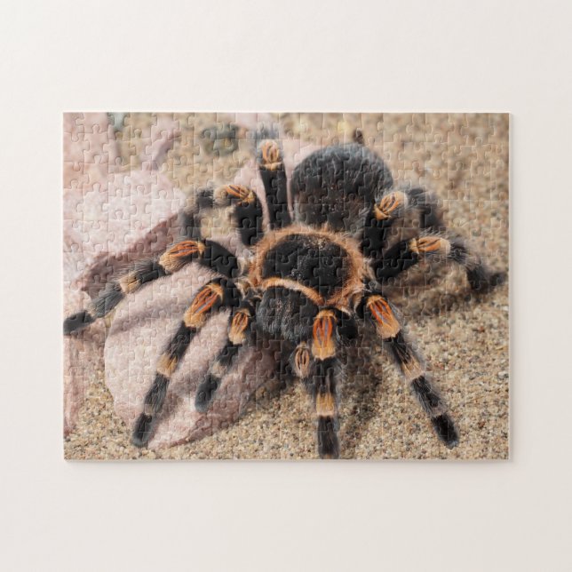 Puzzle Mexican Red knee Tarantula Spider (Horizontal)