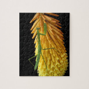 Puzzle Michigan, Rochester Hills. Mante religieuse sur ro