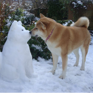 Puzzle mignon akita baiser bonhomme de neige akita photo