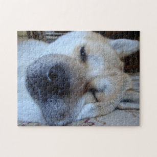 Puzzle mignonne akita endormie chiens originaux sommeil