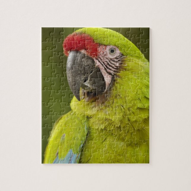Puzzle Militaire Macaw (Vertical)