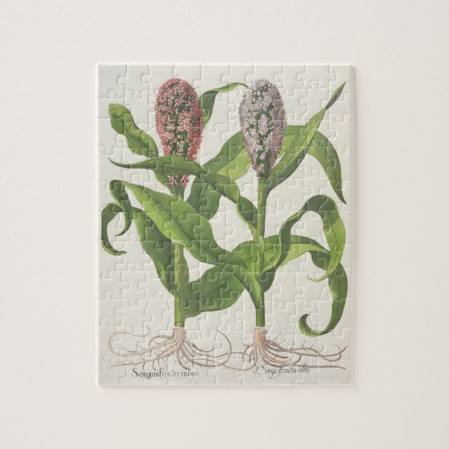 Puzzle Millet : rubro du fructu 1.Sorgum ; albo du fructu (Vertical)