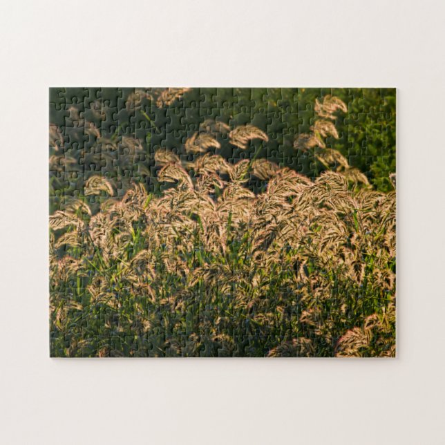 Puzzle Millet sauvage (Panicum Sp.) poussant dans une zon (Horizontal)