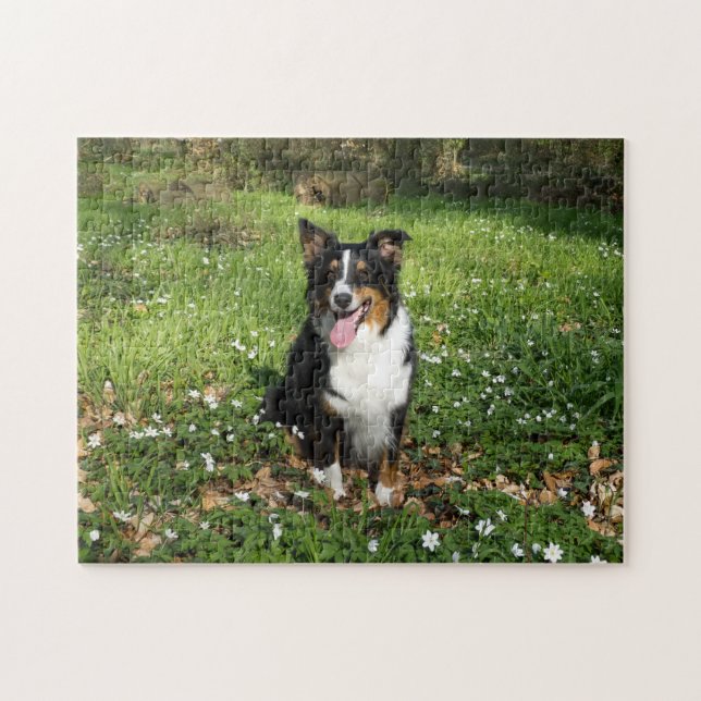 Puzzle Miniature American Shepherd Black Tri Assis (Horizontal)