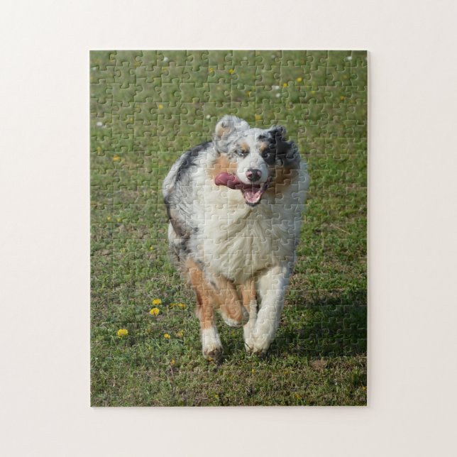 Puzzle Miniature American Shepherd Blue Merle Running (Vertical)