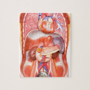 Puzzle Modèle humain de corps de torse avec des organes