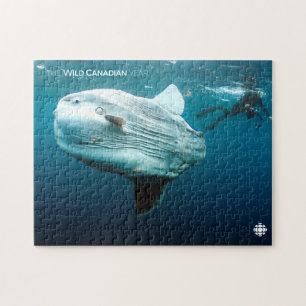 Puzzle Mola Mola